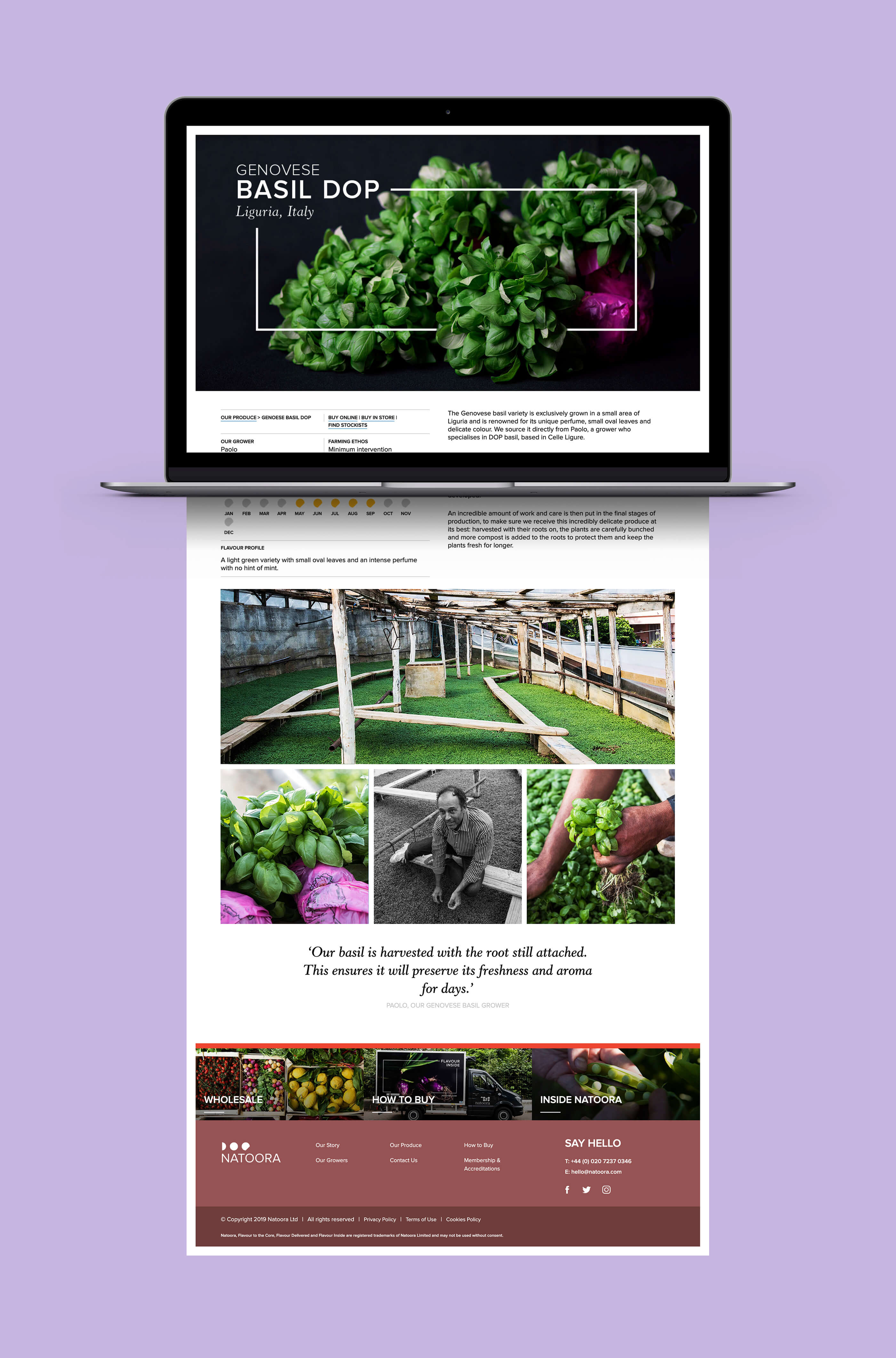 Full Italian basil web page mockup of the Natoora website on a 3D render of an Apple MacBook computer, on a pastel purple background