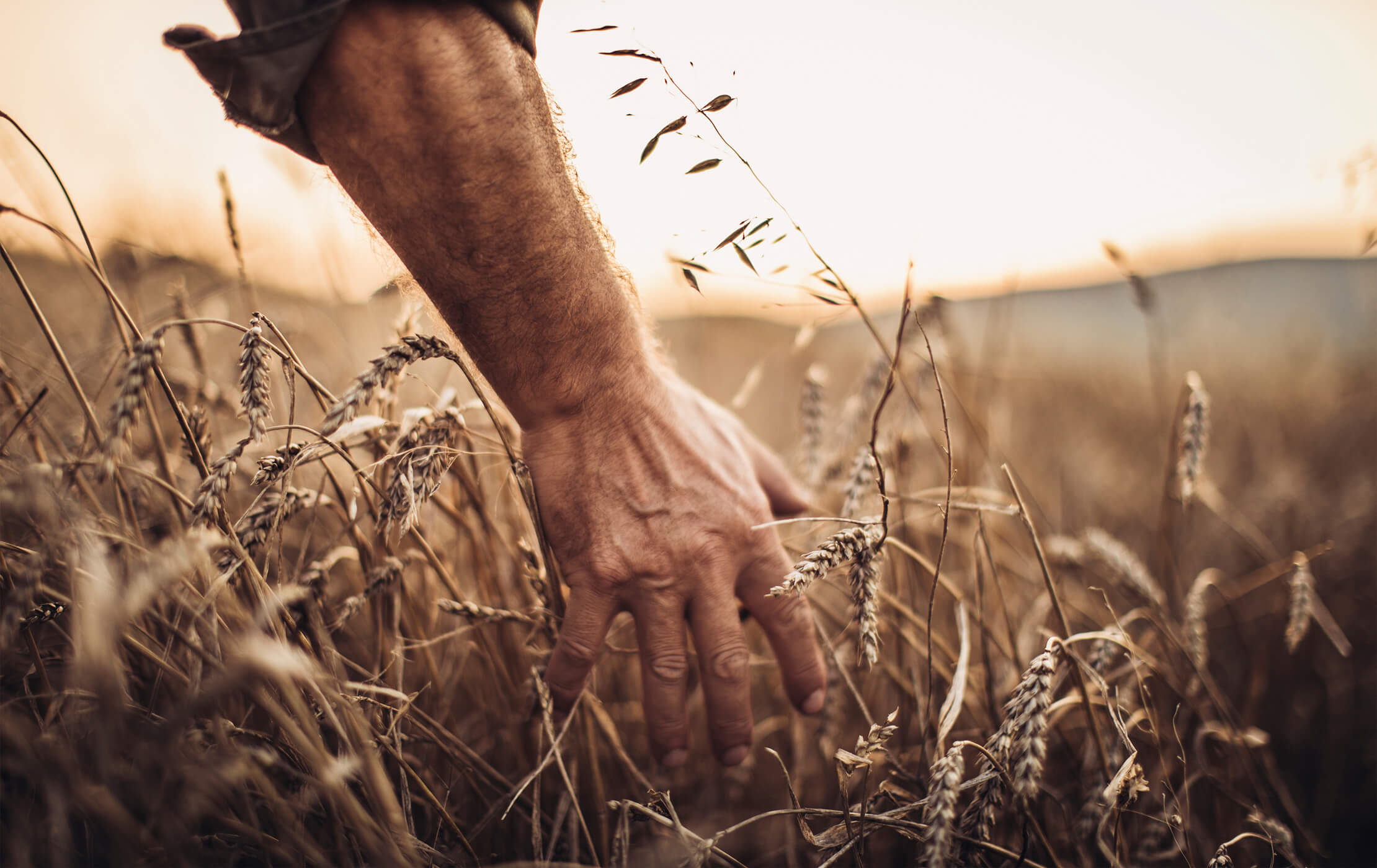 Close-up shot of male farmer, running his hands through a field of corn on a warm summer evening