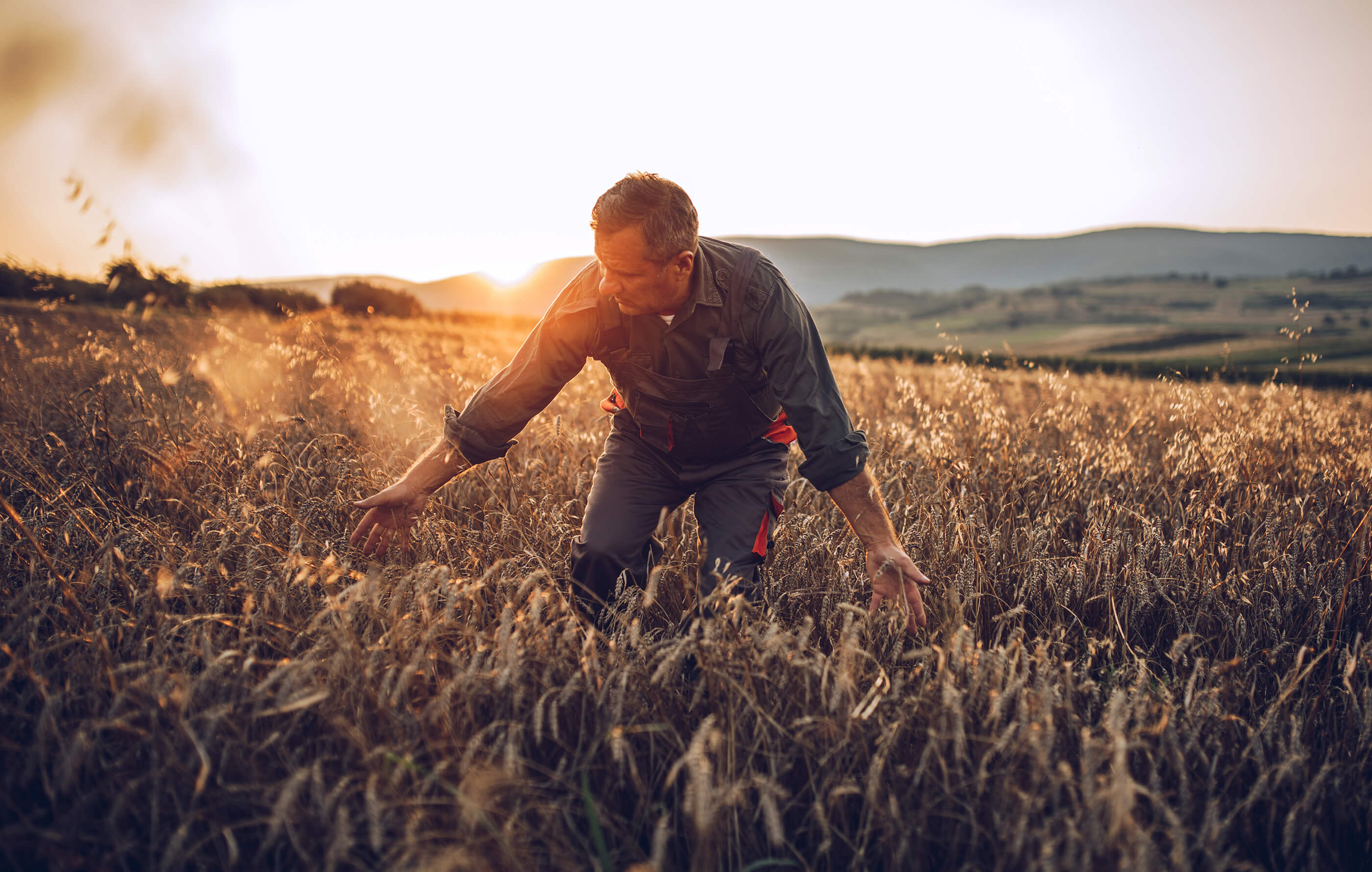 Full screen shot of a male farmer, running his hands through a field of corn on a warm summer evening
